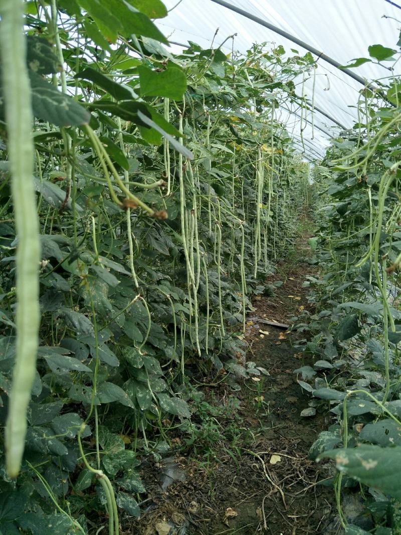 种大棚蔬菜一亩地一年能挣多少钱(种大棚蔬菜一亩地一年能挣多少钱呢)
