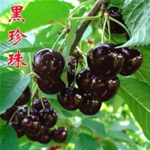 樱桃树苗黑珍珠樱桃树根系发达包品种包邮欢迎来电咨询
