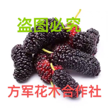 桑葚苗1公分直径包邮量大提供发票可以提供技术支持
