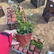 花叶络石绿化专用基地直发质量保证