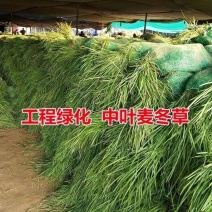 无土中叶麦冬草大量上市湖北襄阳麦冬草基地常年供应保证质量
