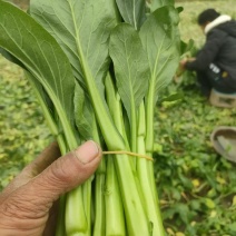 精品菜心菜台规格齐全质量保证价格实惠欢迎咨询