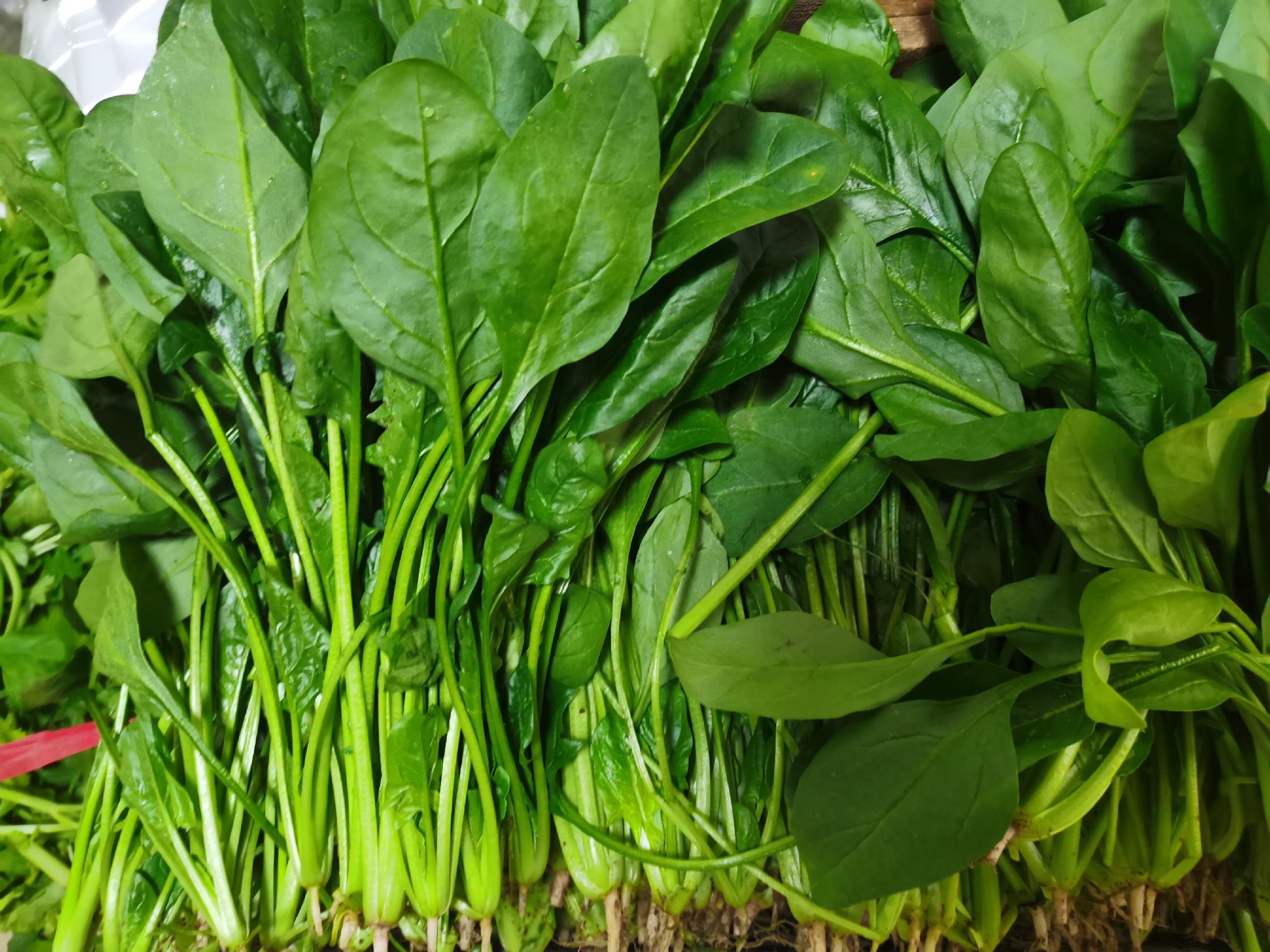 高清微距摄影:新鲜采摘的小叶菠菜单株,叶片厚度0.12–0.18mm,叶缘微波状,表面覆盖天然蜡质层,根部未见萎蔫或腐烂迹象,符合即食级原料外观标准 小叶菠菜特写:翠绿嫩叶带微绒毛,叶脉清晰,无黄斑褐斑,根部洁白带少量湿润泥土
