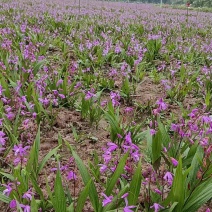 四川白芨苗基地直发质量保证，基地直供欢迎咨询采购