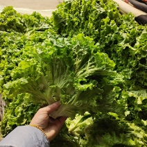 青叶生菜散叶生菜生菜产地直发货源充足品质保障