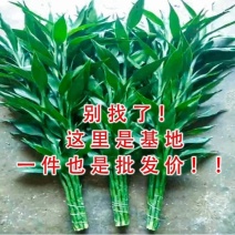 海富贵竹水养水培植物产地直发一件也是批发价包邮量大更优惠