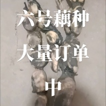 六号藕种大量订单中