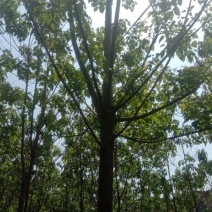 楸树