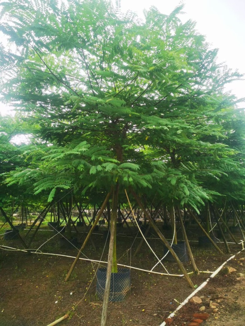 精品 粉花山扁豆 各种大小规格齐全 电联采购