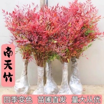 南天竹，红天竹公园，庭院，道路绿化苗木南天竹红天竹