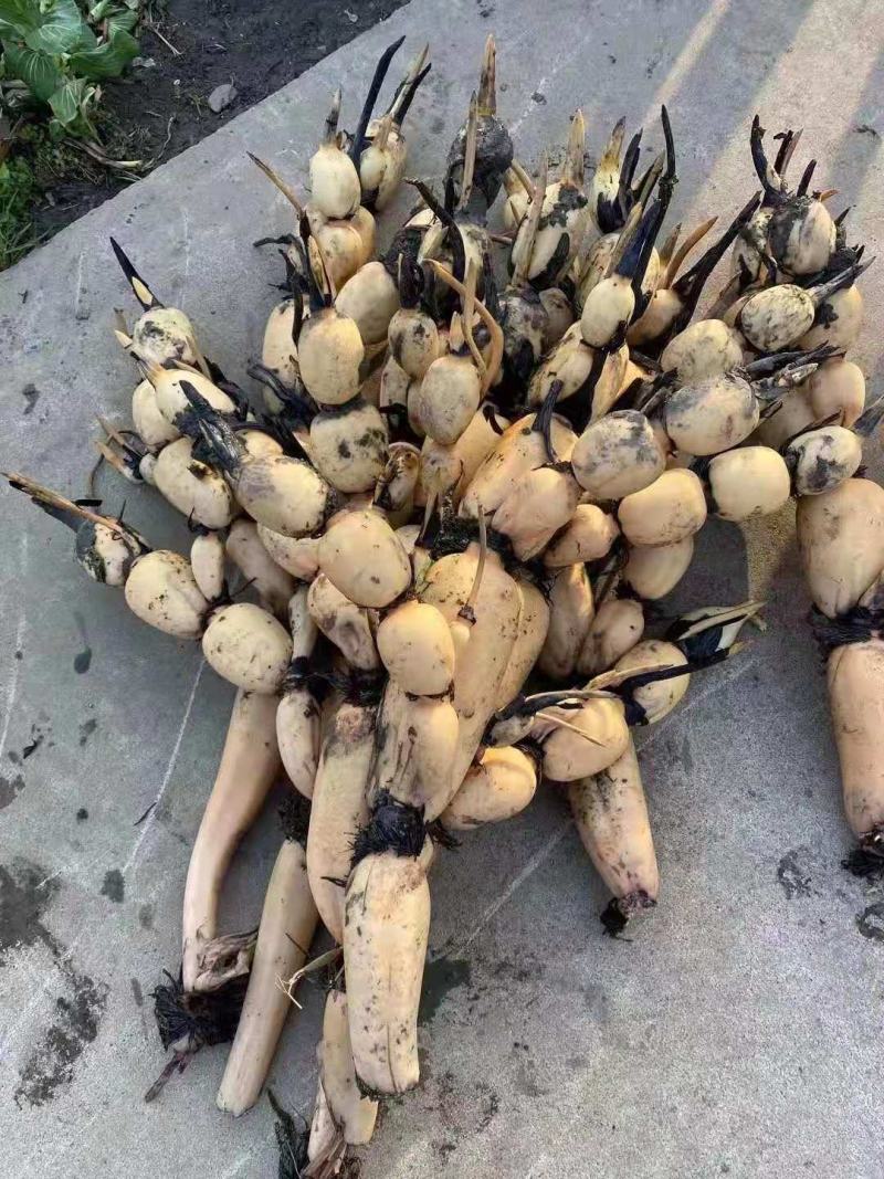 新35.鄂莲6号,大白胖藕种.千亩基地可现场参观预定