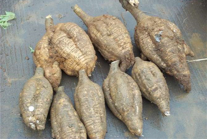 葛根原植物及干燥切片特写