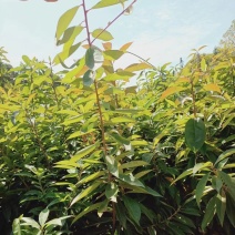 江西宜春奉新县2年生木荷杯苗，产地直供，规格齐全