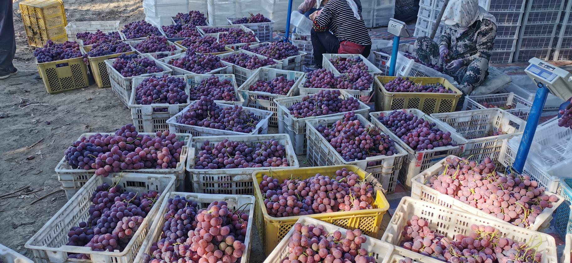 一名厨师戴手套在不锈钢盆中用手挤压克伦生葡萄,紫色果汁流淌,旁边放置白糖和量勺,操作台整洁卫生 葡萄破碎与糖分混合过程