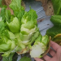 儿菜