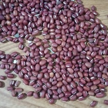 瑞丰1号红小豆，农安红小豆