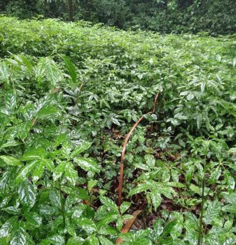 鸡翼菜植物图片图片