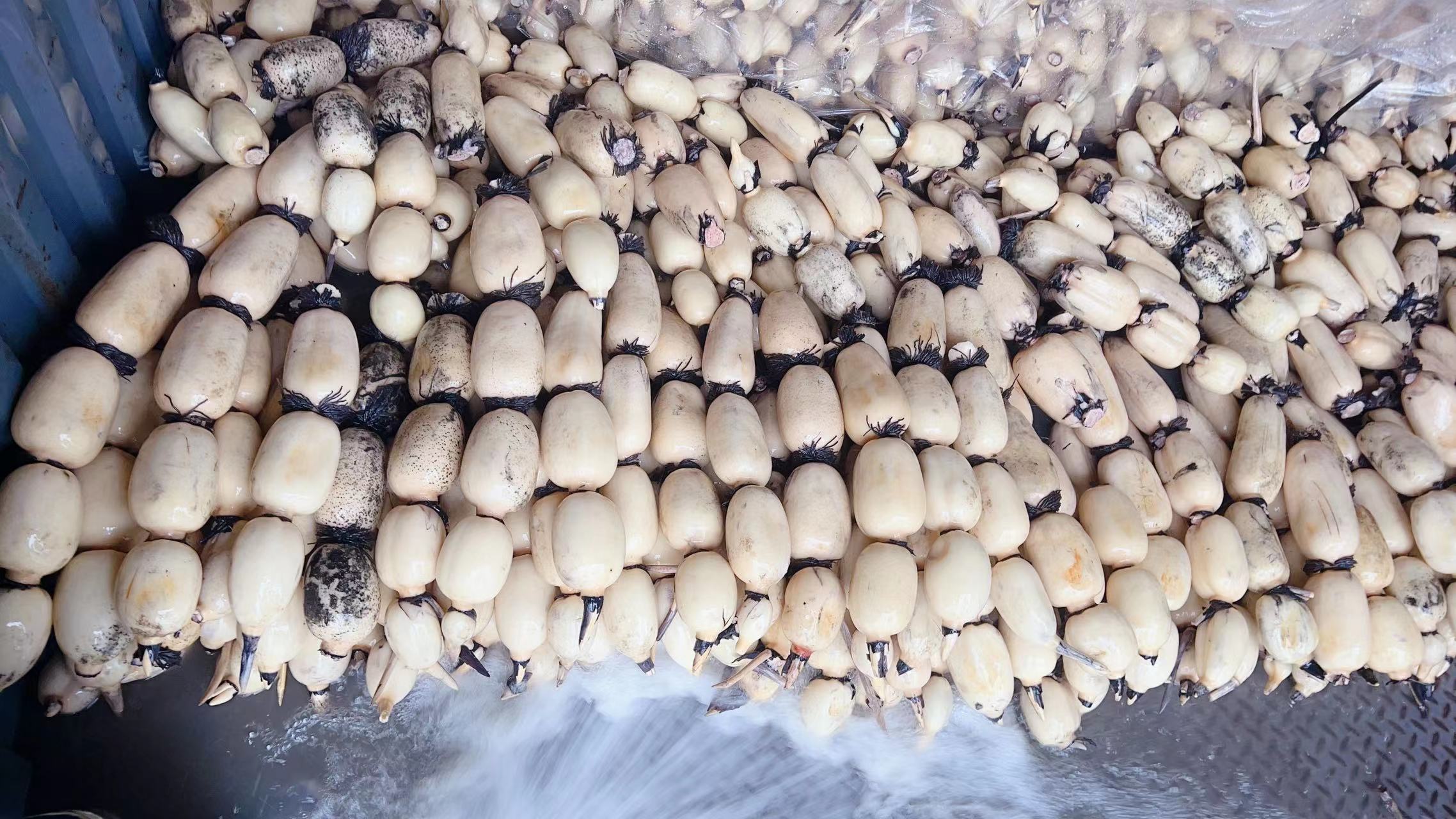 白莲藕正在被削皮和切丝的过程,旁边有清水浸泡的藕丝,背景为厨房操作台 白莲藕的初步处理技巧