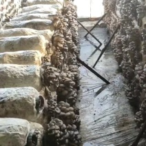 鲜蘑平菇批发