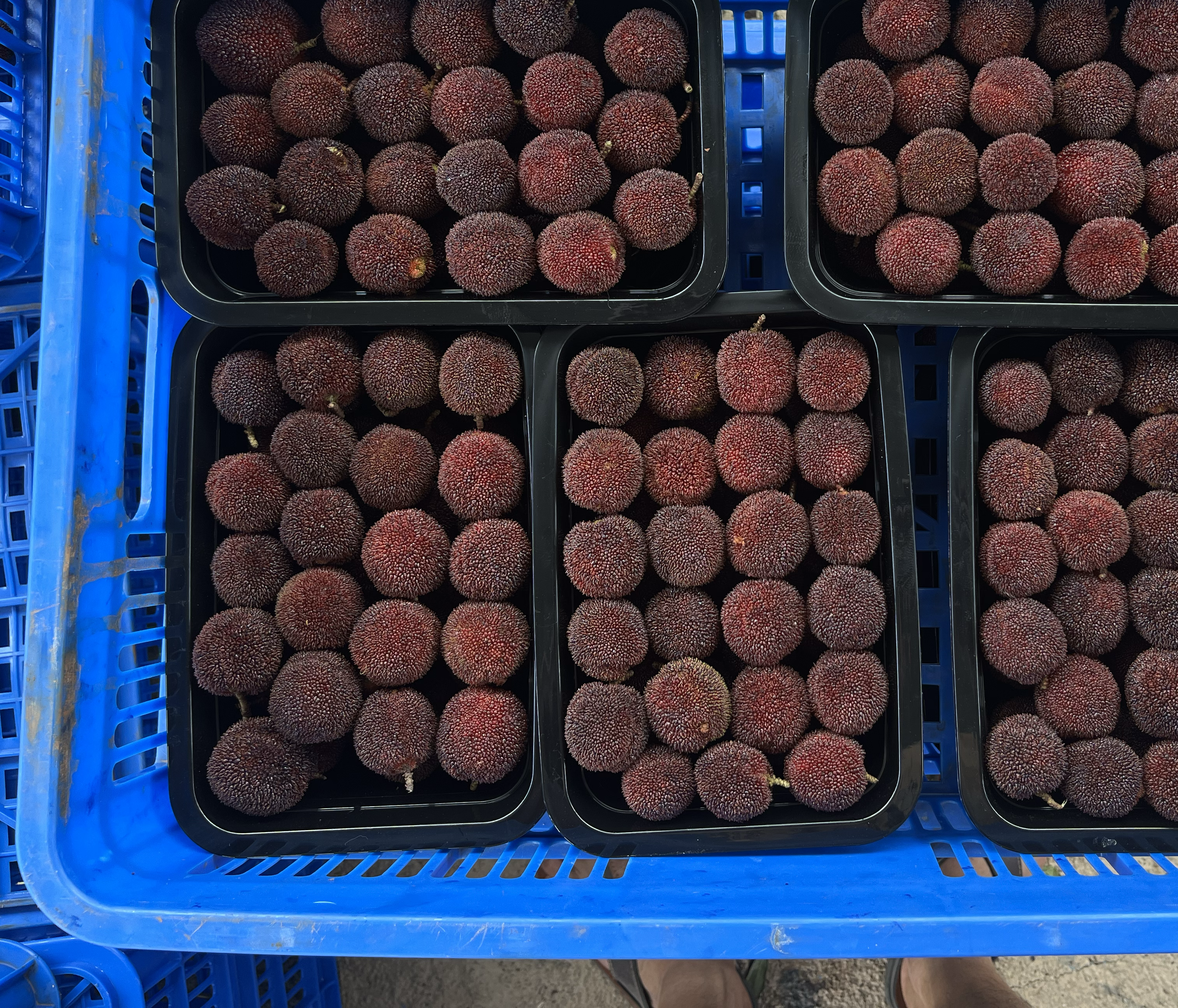 仙居东魁杨梅采摘场景