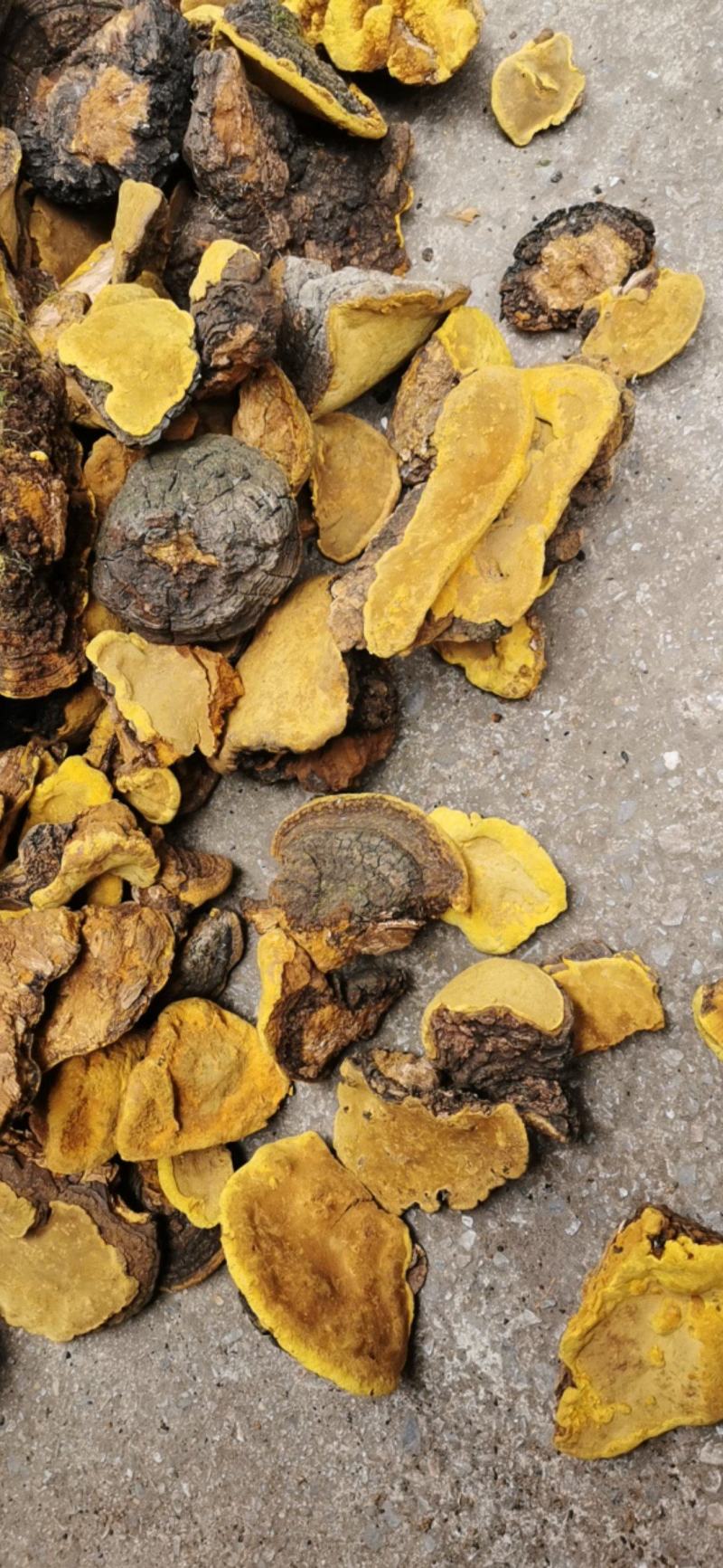 正品野生桑黄产地直发