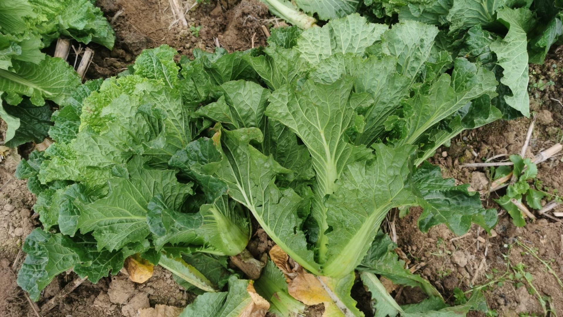 展示青杂三号白菜在田间整齐生长的景象,叶片舒展,颜色鲜绿 青杂三号白菜在田间生长的实景图