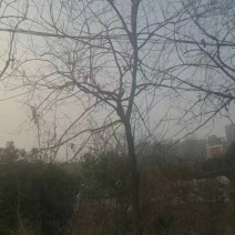 柿树15-18cm