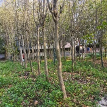 清地苗，急出！！！宫粉紫荆、六旺树、苹婆树好几个品种