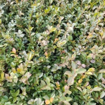 苗圃供应优质茶梅工程苗茶梅扦插芽苗茶梅杯苗茶梅毛球茶梅球