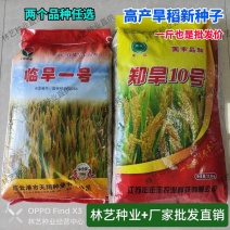 旱稻种子临旱一号郑旱10号高产旱稻水稻抗旱高产旱稻种子