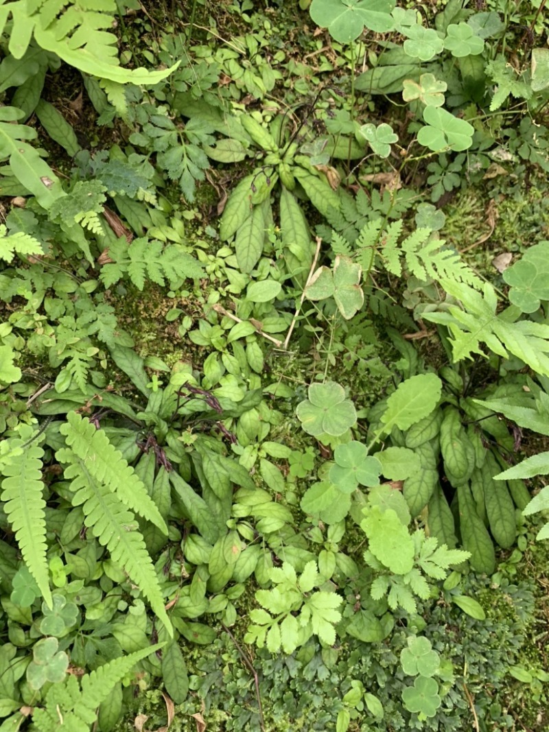 白背地胆草图片图片