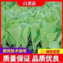白菜苗，根系发达，种苗健康，常年供应，量大从优