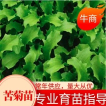 苦菊苗，根系发达，专业育苗技术，品种优良，量大从优！