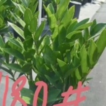 金钱树基地批发，质量保证，量大从优