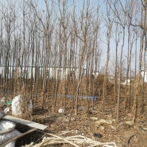 卖楸树，2至7厘米平身直径