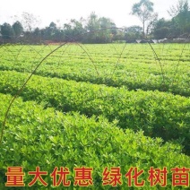 【现挖】海桐树苗，存活率高，长势好，量大从优，欢迎咨询