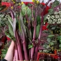 红菜苔产地发货量大从优欢迎新老客户咨询订购