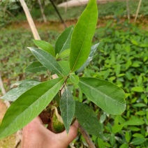 木姜子苗山胡椒苗山苍子苗营养杯苗润水不易失水成活率高