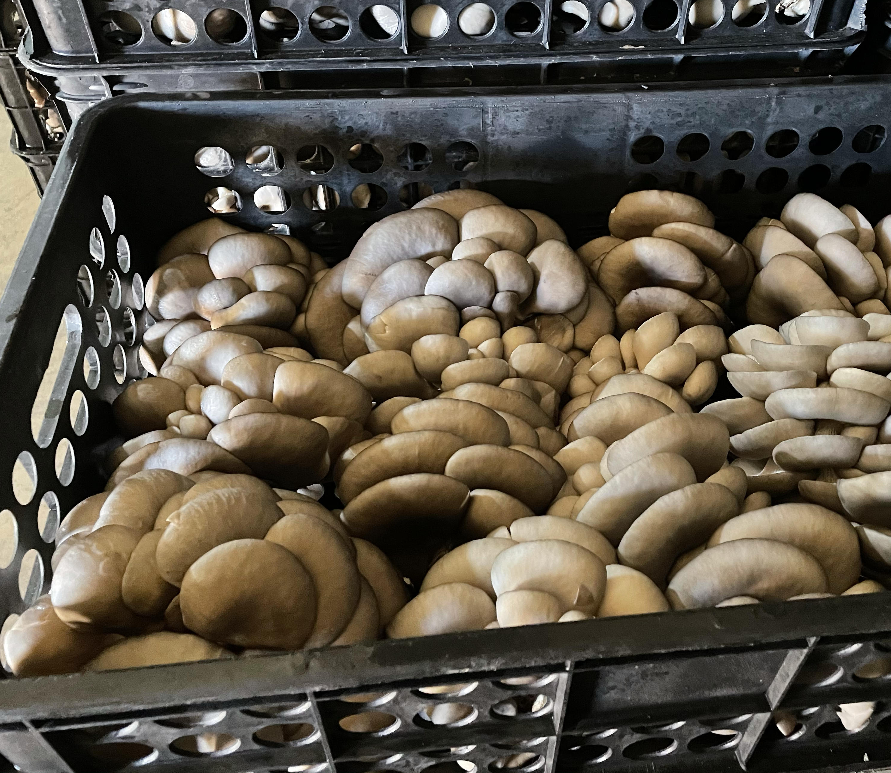 家庭厨房中冷藏平菇菜肴
