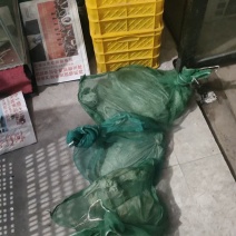 甲鱼打包发货中，价格优惠，质量保证