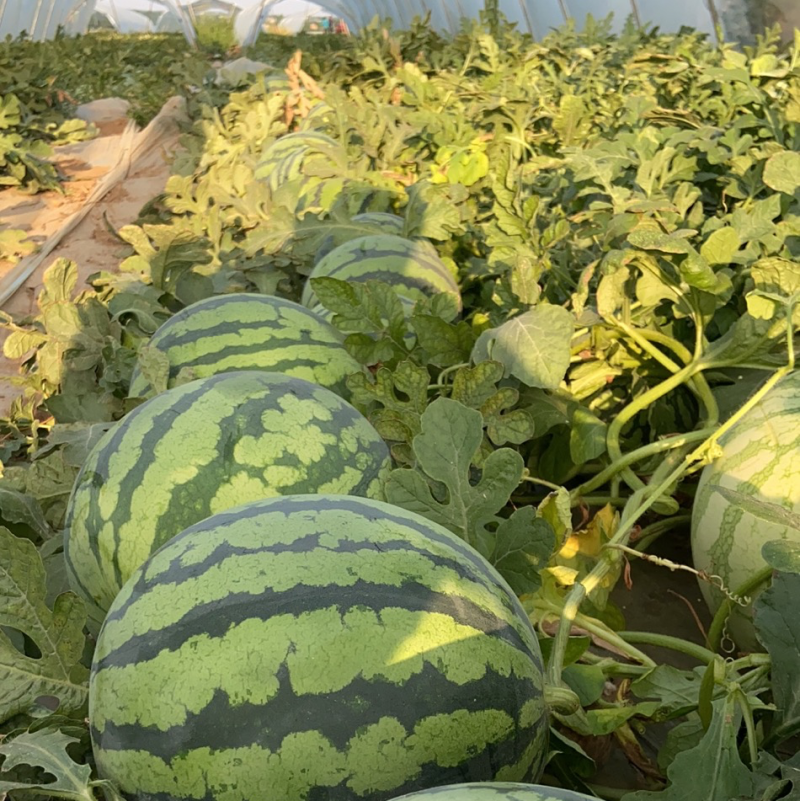 河南商丘夏邑县西瓜 0