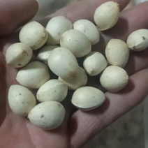 白果