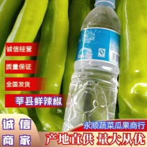 大量供应黄皮尖椒，暖棚尖椒，产地现货，一手货源。