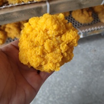 鲜金耳