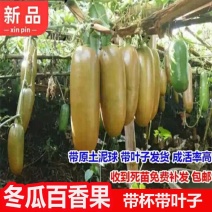 新品冬瓜百香果纯甜无酸四季可种当年结果盆栽地栽抗寒果树苗