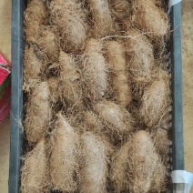 湛江2000亩毛薯