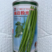 海迈极光线椒种子早熟顿尖型软皮线椒品种杂交一代品种种子