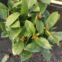花苗盆栽