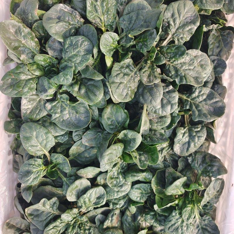 河南蔬菜批发