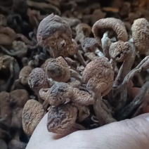 野生榛蘑丁，自然晾晒，剪根，过大沫，前期好货，无美颜，